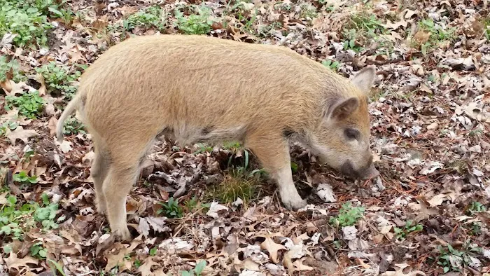 Fetter's Farm &garden Picture 5