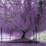 Southern Illinois Lawn Care