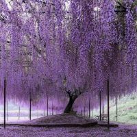 Southern Illinois Lawn Care ico