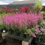 Designer Landscapes Inc