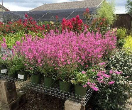 Designer Landscapes Inc