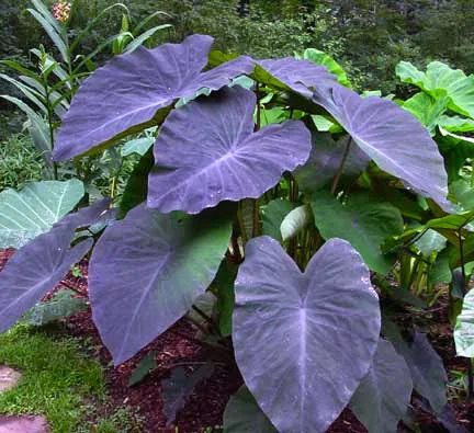Tony Johnson Landscaping Picture 4