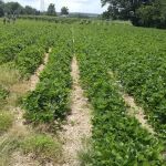 Flanagan Landscape & Design