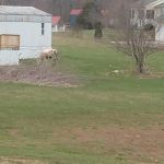 Abel's Tree Trimming & Landscaping