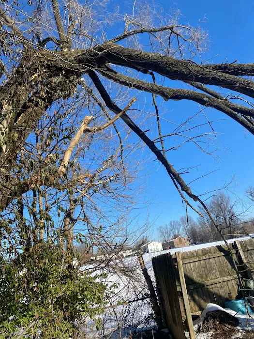 Benigno Perez Tree Services Picture 4