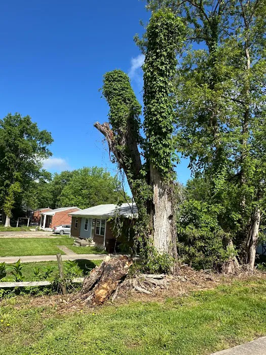 Benigno Perez Tree Services Picture 7
