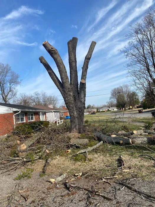 Benigno Perez Tree Services Picture 3