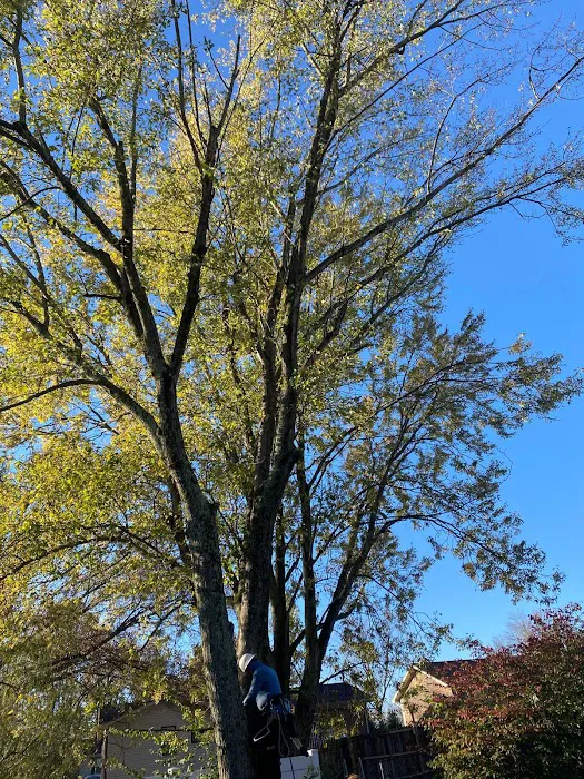 Benigno Perez Tree Services Picture 6