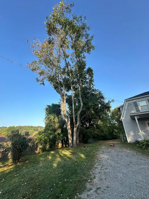 Benigno Perez Tree Services Picture 1