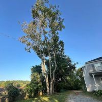 Benigno Perez Tree Services ico