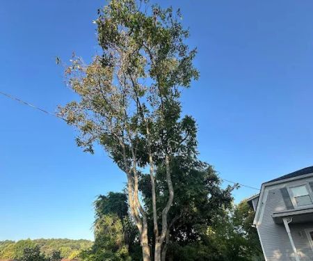 Benigno Perez Tree Services
