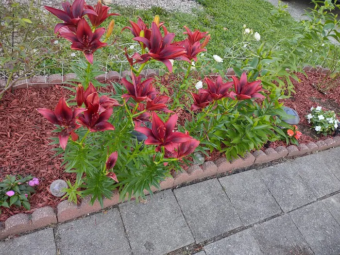 Lawn Care Services Guerrero Picture 2