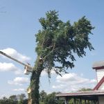 A Top Notch Tree Service