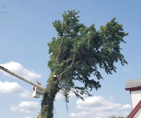 A Top Notch Tree Service