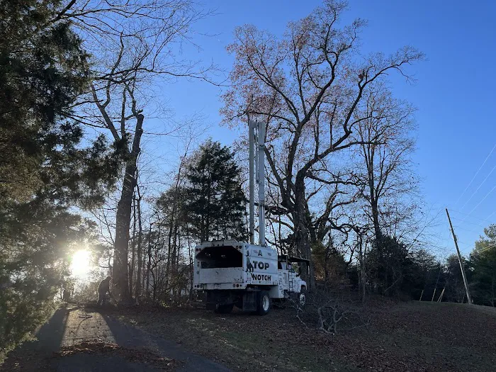 A Top Notch Tree Service Picture 10