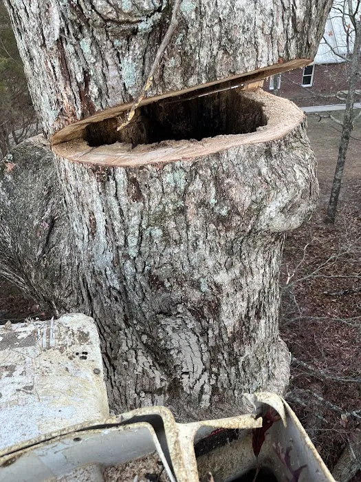 A Top Notch Tree Service Picture 9