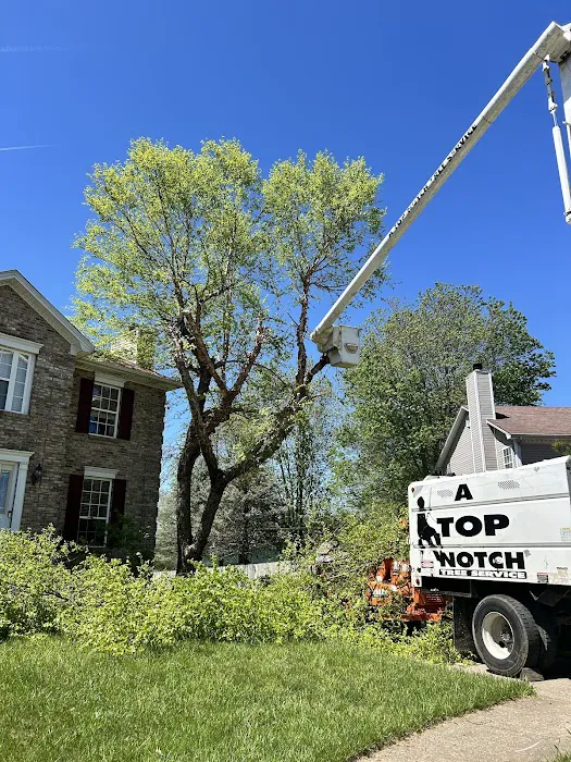 A Top Notch Tree Service Picture 2