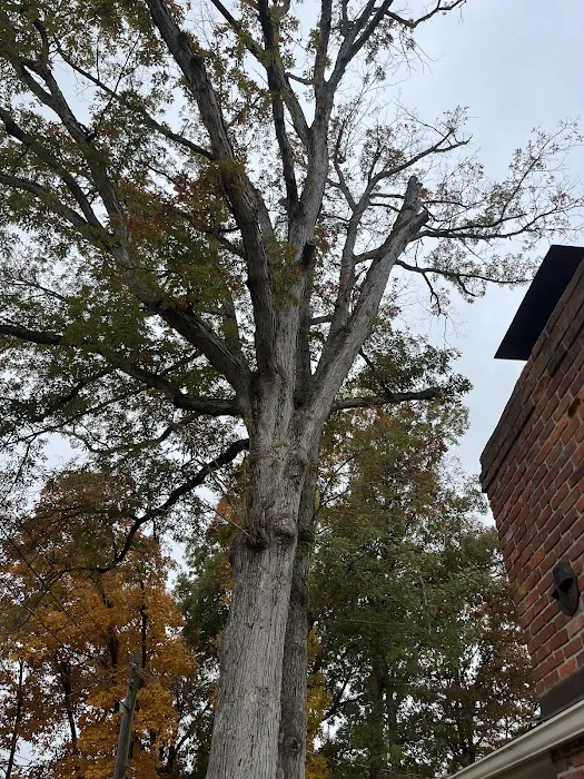 A Top Notch Tree Service Picture 8