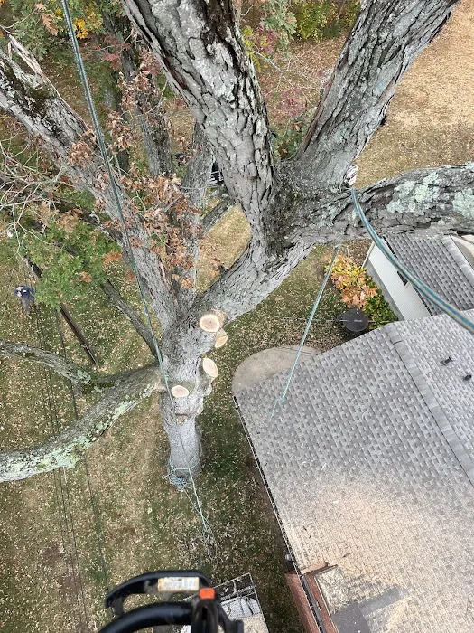 A Top Notch Tree Service Picture 6