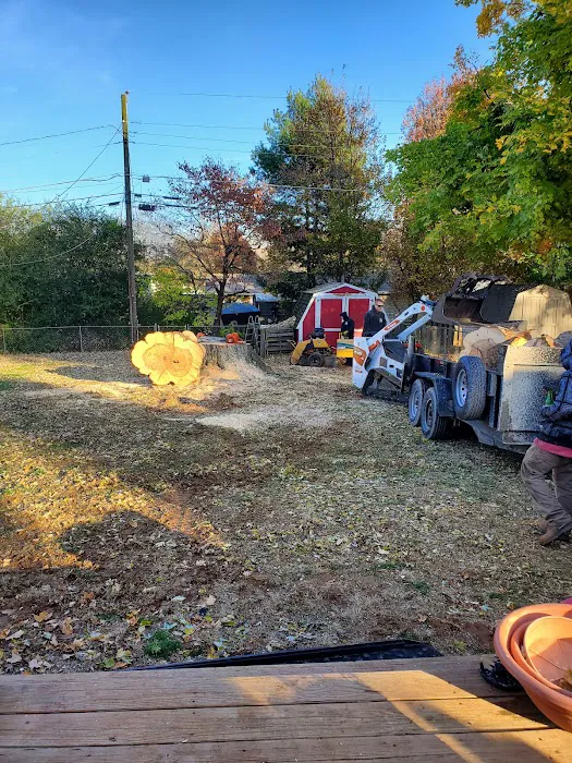 A Top Notch Tree Service Picture 5