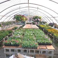 Day's Garden Center ico