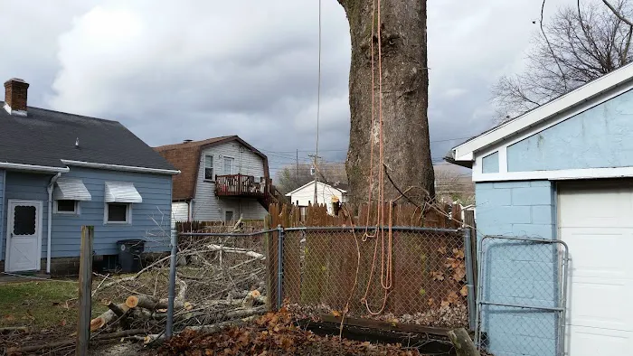 AMERICAN TREE EXPERTS & LANDSCAPING Picture 6