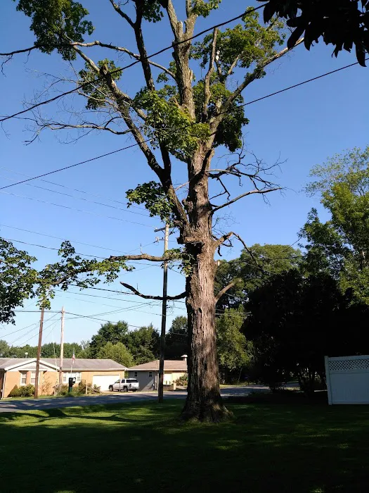AMERICAN TREE EXPERTS & LANDSCAPING Picture 4