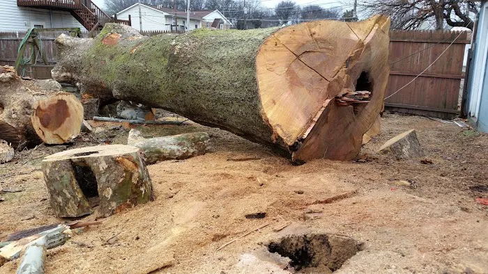 AMERICAN TREE EXPERTS & LANDSCAPING Picture 2