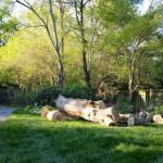 AMERICAN TREE EXPERTS & LANDSCAPING