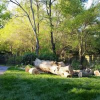 AMERICAN TREE EXPERTS & LANDSCAPING ico