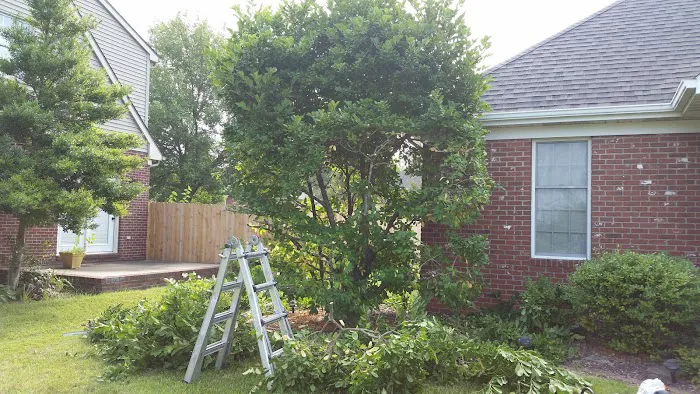 AMERICAN TREE EXPERTS & LANDSCAPING Picture 9