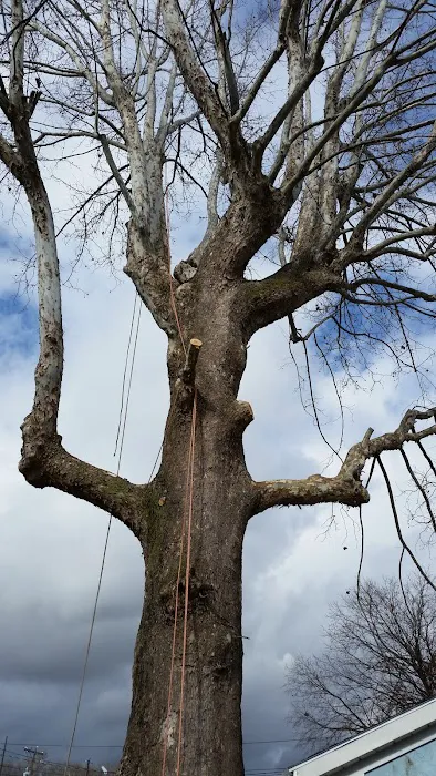 AMERICAN TREE EXPERTS & LANDSCAPING Picture 3