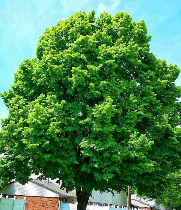 AMERICAN TREE EXPERTS & LANDSCAPING Picture 7