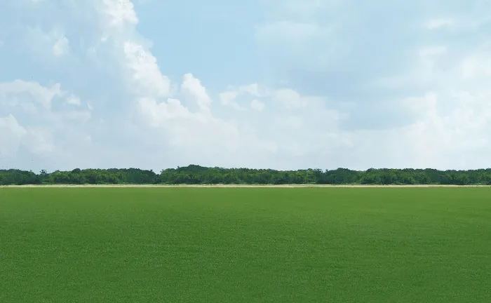 AAA Turf, Inc. Picture 8