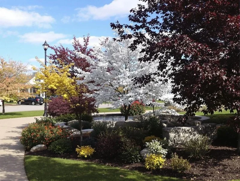 How to Incorporate Ornamental Trees Into Small Landscapes: A Beginner’s Guide