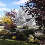 How to Incorporate Ornamental Trees Into Small Landscapes: A Beginner’s Guide