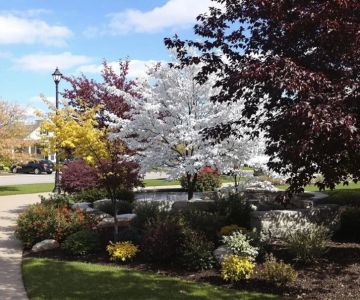 How to Incorporate Ornamental Trees Into Small Landscapes: A Beginner’s Guide