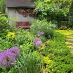 How to Grow Groundcovers That Replace Traditional Lawns