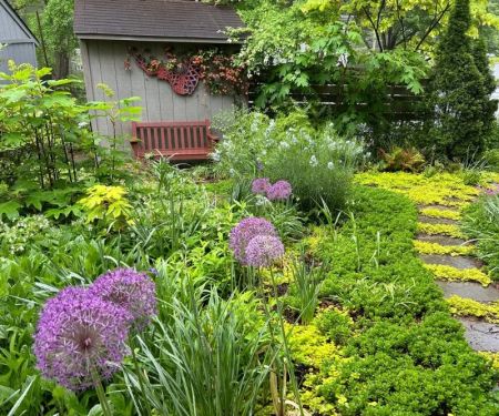 How to Grow Groundcovers That Replace Traditional Lawns
