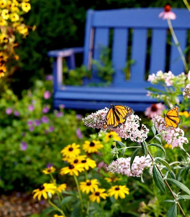 How to Create a Butterfly Pathway Through Your Garden
