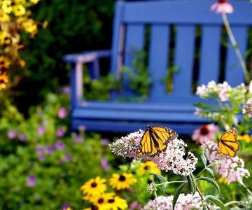 How to Create a Butterfly Pathway Through Your Garden