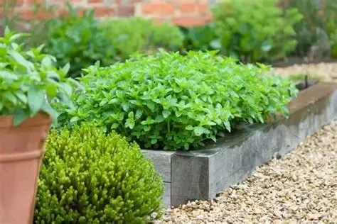 How to Landscape With Ornamental Edibles for Dual Use