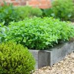 How to Landscape With Ornamental Edibles for Dual Use