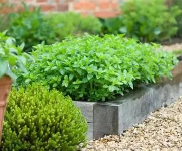 How to Landscape With Ornamental Edibles for Dual Use
