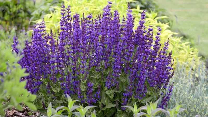 Best Drought-Tolerant Plants for Your Region