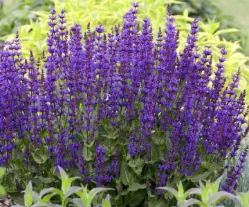 Best Drought-Tolerant Plants for Your Region