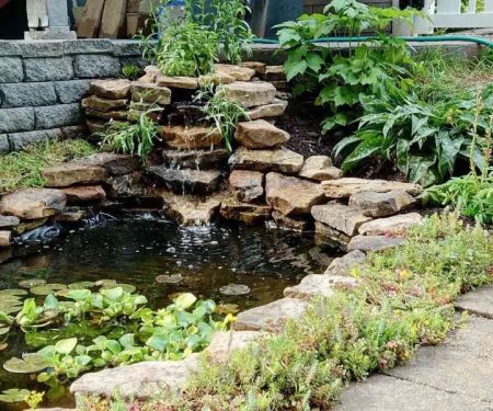 How to Build and Maintain a Backyard Pond – Tips and Guide