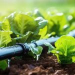 How to Use Drip Irrigation to Save Water Effectively