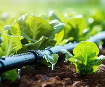 How to Use Drip Irrigation to Save Water Effectively