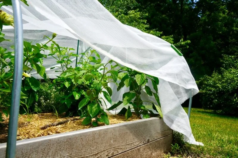 How to Protect Plants During Heat Waves